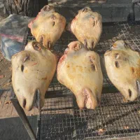 کله پاچه پاک میکنم هر چندتاباشه خبر کنید