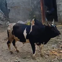 گاو نر  ورزا