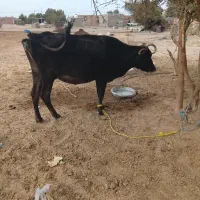 گاو هفته ما آبستن فروش فوری