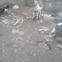 سگ نگهبان|سگ|آزادشهر, |دیوار