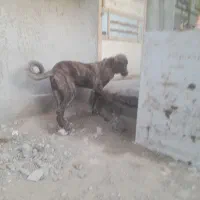 توله سگ افغان ماده