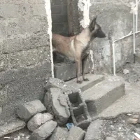 سگ مالینویز ماده 2/5ساله