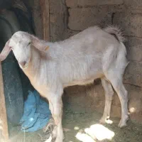 تروشک|حیوانات مزرعه|میرجاوه, |دیوار