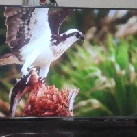 تلویزیون LED هوشمند 43 اینچ استریم مدل SFL-4022LED|تلویزیون و پروژکتور|دماوند, گیلاوند|دیوار