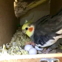 جفت مولد عروس هلندی با ۵جوجه|پرنده|تهران, ستارخان|دیوار