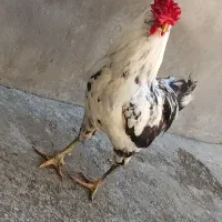 خروس گلین