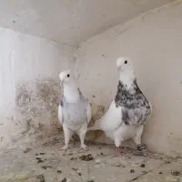 طوقی  هفترنگ کفتر کبوتر رنگه المانی کاکلی سوسکی|پرنده|تربت‌حیدریه, ترمینال|دیوار