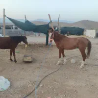 فروش اسب