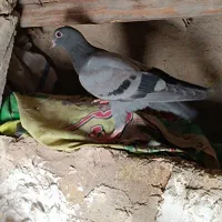 چهارتاش یک تومن