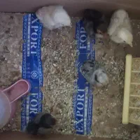 جوجه سبرایت