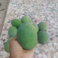 انبه محلی|خوردنی و آشامیدنی|میناب, |دیوار