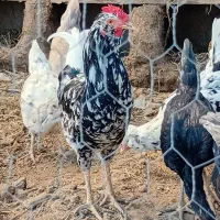 مرغ وخروس گلین جوجه لاری بوقلمون ماده