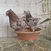 کبوتر سرور، پرشی کاشونی بالا 7 ساعت