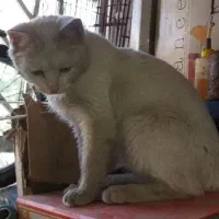 واگذاری گربه|گربه|شیراز, فاضل|دیوار