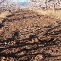 نیازمند نیروی هرس کار ماهر