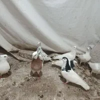 کبوتر طوقی هفرنگ