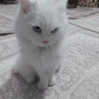 واگذاری گربه|گربه|شبستر, |دیوار