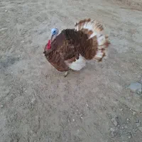 فروش بوقلمون نر