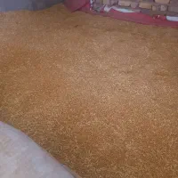گندم