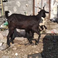 بز و کهره