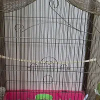 قفس بزرگ عروس هلندی