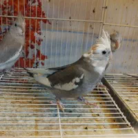 عروس سرلاکی گرینچیک دستی مرغ عشق|پرنده|سبزوار, فیاض|دیوار