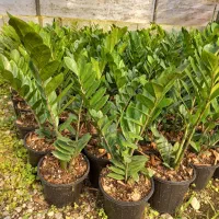 فروش تعداد زاموفیلیا|گل و گیاه طبیعی|شیرود, |دیوار