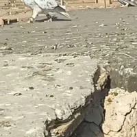 کفتر گمشده
