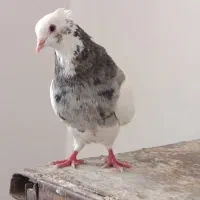 نرطوقی الماسی