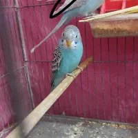 ۳عدد مرغ عشق