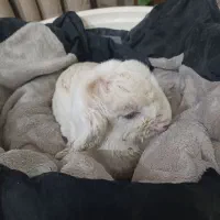 کره دوروزه سالم سرحال ماده هس