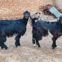 کهره ماده|حیوانات مزرعه|مرودشت, نقش رستم|دیوار