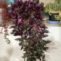 گل برای گل