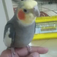 عروس هلندی گمشده