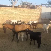 تکه مورسیاه درجه یک جوان|حیوانات مزرعه|تربت‌حیدریه, پائین ولایت|دیوار