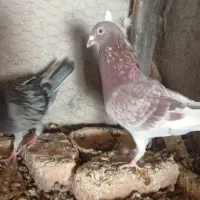 جوجه|حیوانات مزرعه|کرباسک, |دیوار