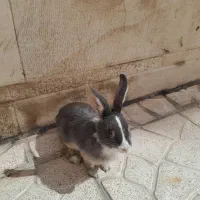 خرگوش بازی گوش خا‌کستری
