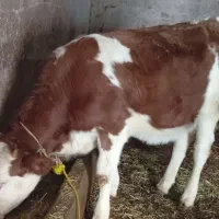 گوساله ماده درجه یک برای نگهداری