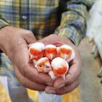 کارگر ساده|استخدام خدمات فروشگاه و رستوران|بندر دیر, |دیوار