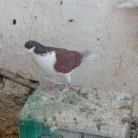 نر سوراخ|پرنده|بم, |دیوار