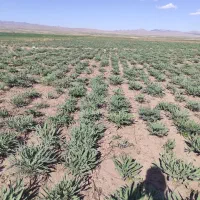 آنغوزه.نشاء