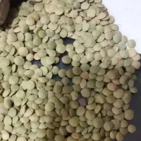 عدس مغان اردبیل