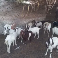 ۲۰عدد بز ماده|حیوانات مزرعه|باوی, |دیوار