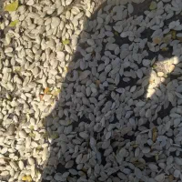 تخم کدو|عمدهفروشی|مهربان, |دیوار