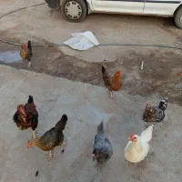 مرغ تخم گذار