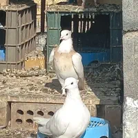 یک جفت طوقی