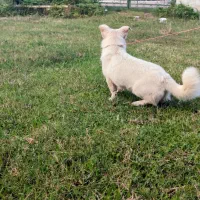 سگ پاکوتاه خوشگل اص معاوضه هم دارم