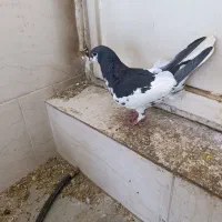 سه عددکبوترماده|پرنده|شیراز, کوشک میدان|دیوار