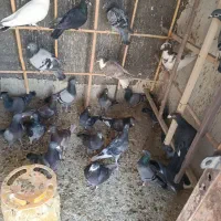 ۵۵عدد کبوتر مشهدی قیمت یک جا دونه ای ۳۰۰هزار تومن|پرنده|سرخه, |دیوار