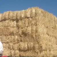 کاه کلش ۳۰۰ بسته
